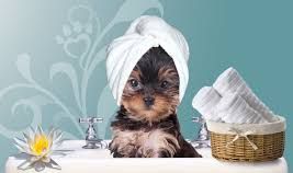 Mobile Dog Grooming LA - Established Business Since sold by Eric Mellem